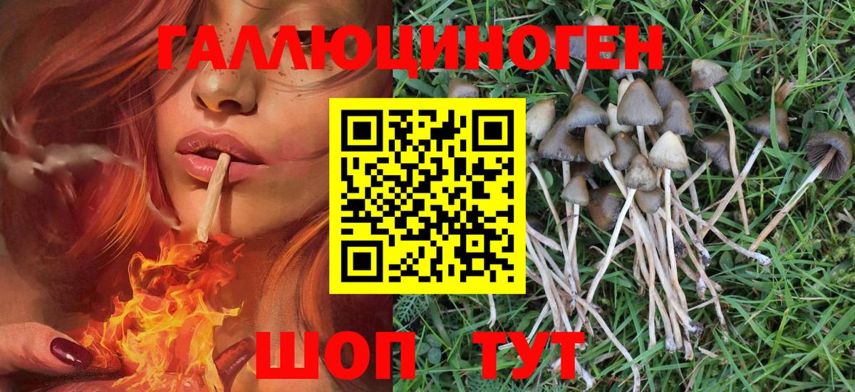 Ковров  Псилоцибиновые грибы Psilocybe  Вход с VPN 